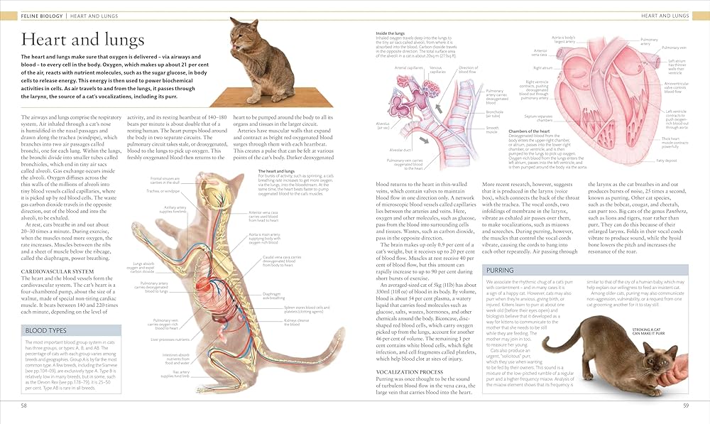 猫の本 ENCYLOPEDIA OF THE CAT The Encyclopedia of the Cat: Pollard, Michael: 9780752565675